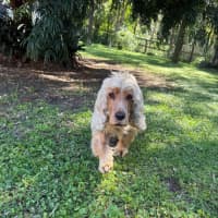 Photo of Honey