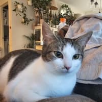 Photo of Pearl & Ruby