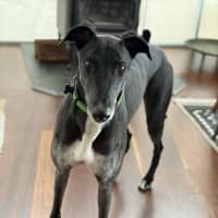 Photo of Jed, The Greyhound