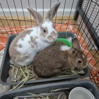 Photo of Sandy (Bonded With Penny Loafer)