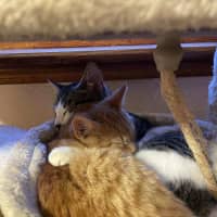 Photo of Ginger   Located In Reservoir