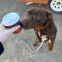 Photo of Koko