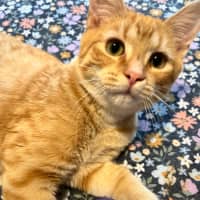 Photo of Oliver