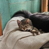 Photo of Jellybean