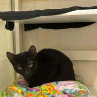 Photo of Binx