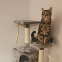 Photo of Astro   Assisted Rehoming