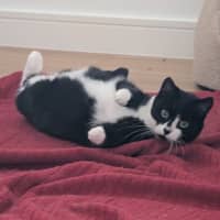 Photo of Nova 