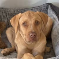 Photo of Dior *$350 Adoption Fee*