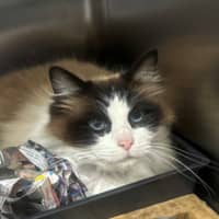 Photo of Zephyr