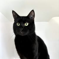 Photo of Salem Sua013015