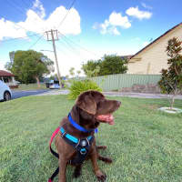 Photo of Bear   4 Year Old Labrador