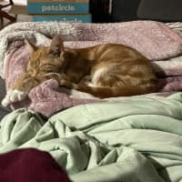 Photo of Simba