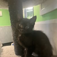 Photo of Captain Amelia