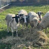 Photo of 6 X Sheep