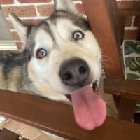 Photo of Luna