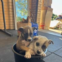 Photo of Preslee