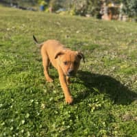 Photo of Freyja   12 Week Old Staffy X