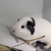 Photo of Cinnamon (Bonded With Crispy)