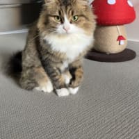 Photo of Gracie (Was Caramel Slice)