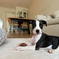 Photo of Chicken Pot Pie