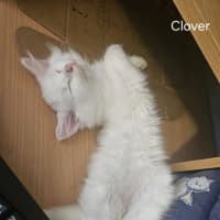 Photo of Clover