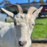 Photo of Vincent Van Goat