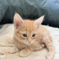 Photo of Bear & Scout 