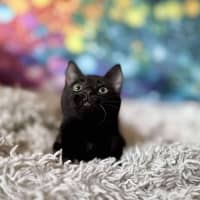 Photo of Valentino   Located In Templestowe