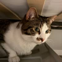 Photo of Tommo