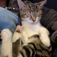 Photo of Dottie Golden