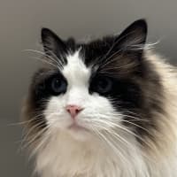 Photo of Angel