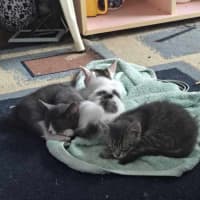 Photo of Brussel Sprout   Located In Northcote