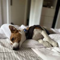 Photo of Ziggy   4 Year Old Jack Russell