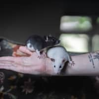 Photo of Willow & Maple