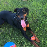 Photo of Ms Z Von Dobermann