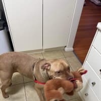 Photo of Sampson