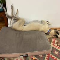 Photo of Buddy The Greyhound