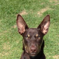Photo of Perro