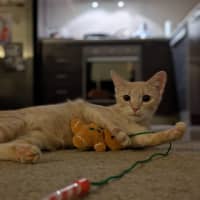 Photo of Ivy