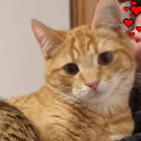 Photo of Thor