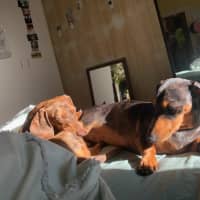 Photo of Bowie And Wombat