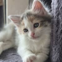 Photo of Bella (Was Cali Girl)