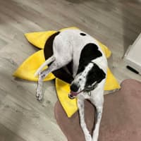 Photo of Panda, The Greyhound