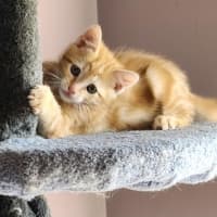 Photo of B2 (In Foster Care In Templestowe)