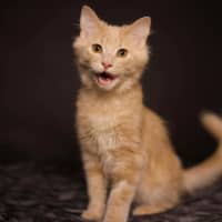 Photo of Felix