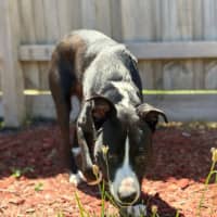 Photo of Sparky