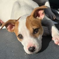 Photo of Harry 💙🐶