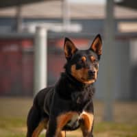 Photo of Bandit