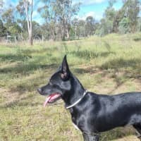 Photo of Rex
