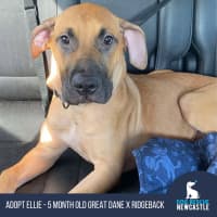 Photo of Ellie   6 Month Old Great Dane X Ridgeback